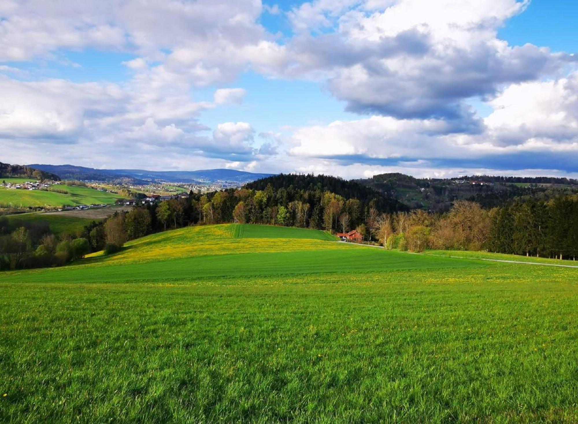Ferienwohnung Am Woid - Herrliche Alleinlage - Vegane Einrichtung Waldkirchen Eksteriør billede